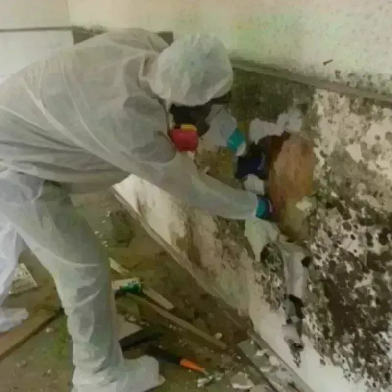 Mold Remediation and Removal in Flora, MS